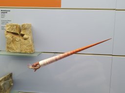 Uscite e Raduni &raquo; uscite_-_raduni_2 &raquo; museo_fossili_m_san_giorgio_50