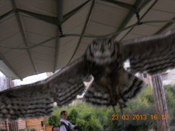falconeria_0313_60_20130422_1480063188