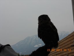 falconeria_0313_61_20130422_1042298337