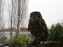 falconeria_0313_64_20130422_1781283417