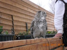 falconeria_0313_66_20130422_1048959972