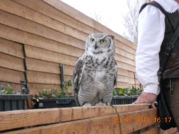 falconeria_0313_67_20130422_1032212227