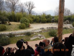 falconeria_0313_69_20130422_2034822733