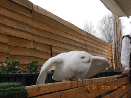 falconeria_0313_70_20130422_1307594426