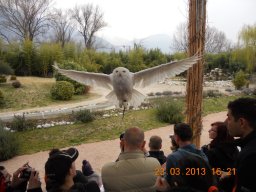 falconeria_0313_72_20130422_1327429436