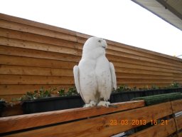falconeria_0313_73_20130422_1829292485