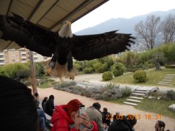 falconeria_0313_77_20130422_1672563421