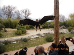 falconeria_0313_78_20130422_1017750989