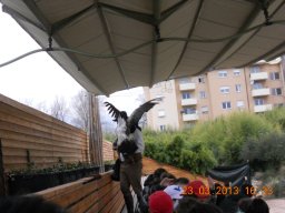 falconeria_0313_81_20130422_1947323971