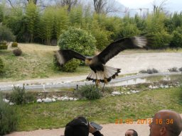 falconeria_0313_82_20130422_1913472351