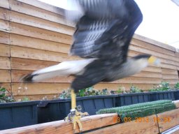 falconeria_0313_83_20130422_1390177035