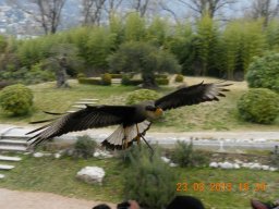falconeria_0313_84_20130422_1937947888