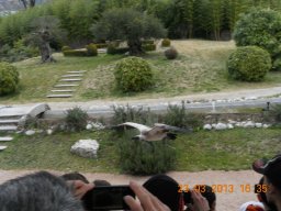 falconeria_0313_85_20130422_1704507734