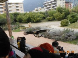 falconeria_0313_86_20130422_1283321347