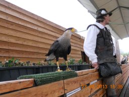 falconeria_0313_87_20130422_1879095681