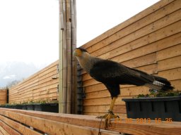falconeria_0313_88_20130422_2083335496