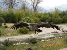 falconeria_0313_89_20130422_1654370270