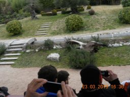 falconeria_0313_90_20130422_1777239481