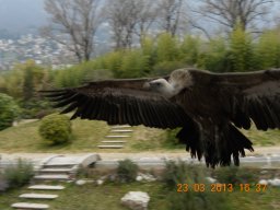 falconeria_0313_92_20130422_2026151938