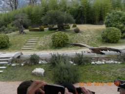 falconeria_0313_93_20130422_1987234913