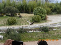 falconeria_0313_94_20130422_1477470729