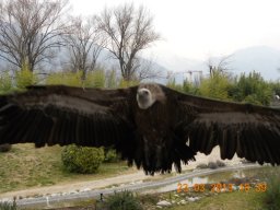 falconeria_0313_95_20130422_1212440780