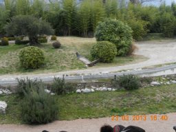 falconeria_0313_97_20130422_2043570057