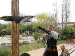 falconeria_0313_98_20130422_1028914742